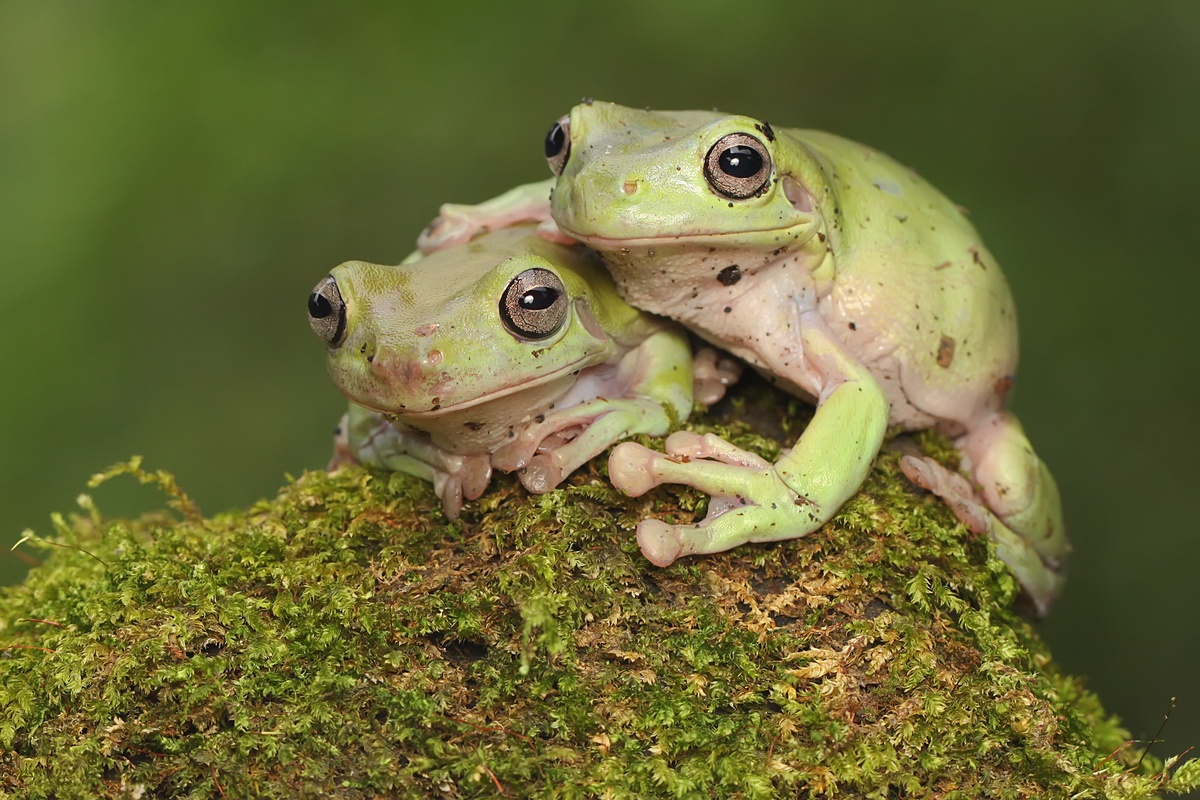 Κίνα: 82χρονη κατάπιε 8 ζωντανά βατράχια για να ανακουφιστεί από τους πόνους στη μέση της & κατέληξε με παράσιτα!