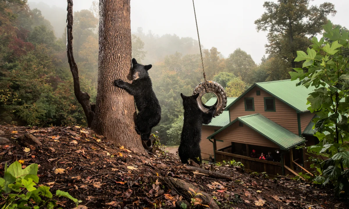 Bίντεο: Ιδιοκτήτης σπιτιού έφτιαξε μεγάλη κούνια για να μπορεί να παίζει μία… αρκούδα