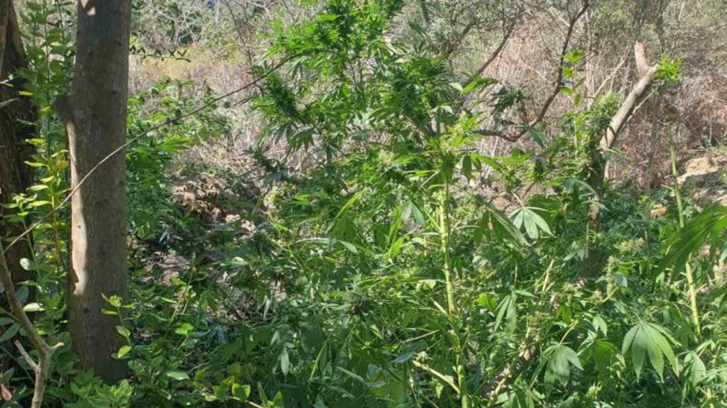 Χανιά: Συνελήφθησαν δύο άτομα για καλλιέργεια 130 δενδρυλλίων κάνναβης – Βρέθηκαν και 3 κιλά χασίς στα σπίτια τους