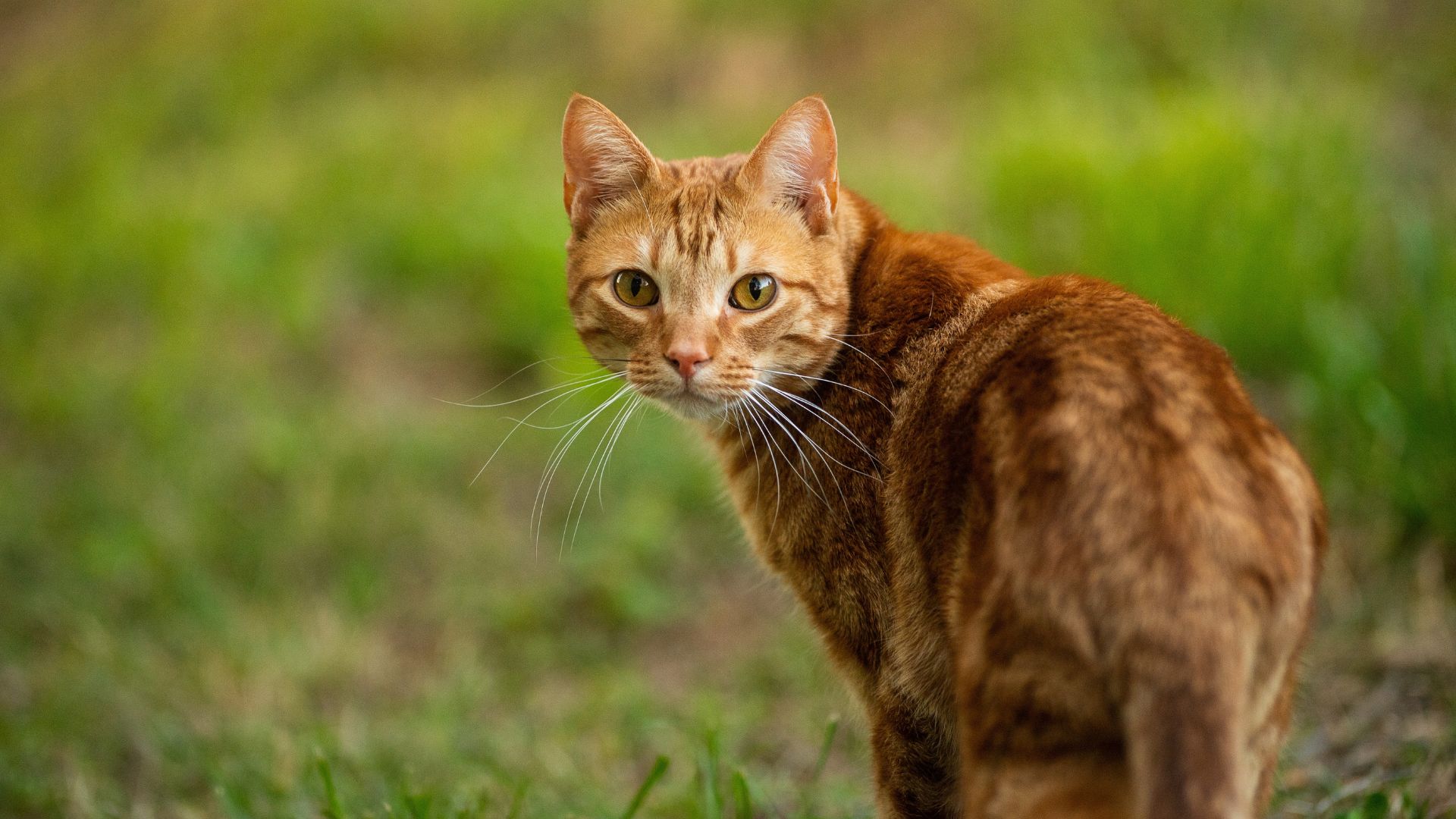 Οι γάτες μειώνουν κατά 33% τον κίνδυνο καρδιακής προσβολής – Τι έδειξε νέα μελέτη