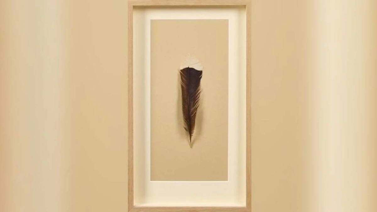 Αυτό είναι το πιο σπάνιο φτερό στον κόσμο: Ζυγίζει μόλις 9 γραμμάρια και η τιμή του «αγγίζει» τα 30.000 δολάρια!