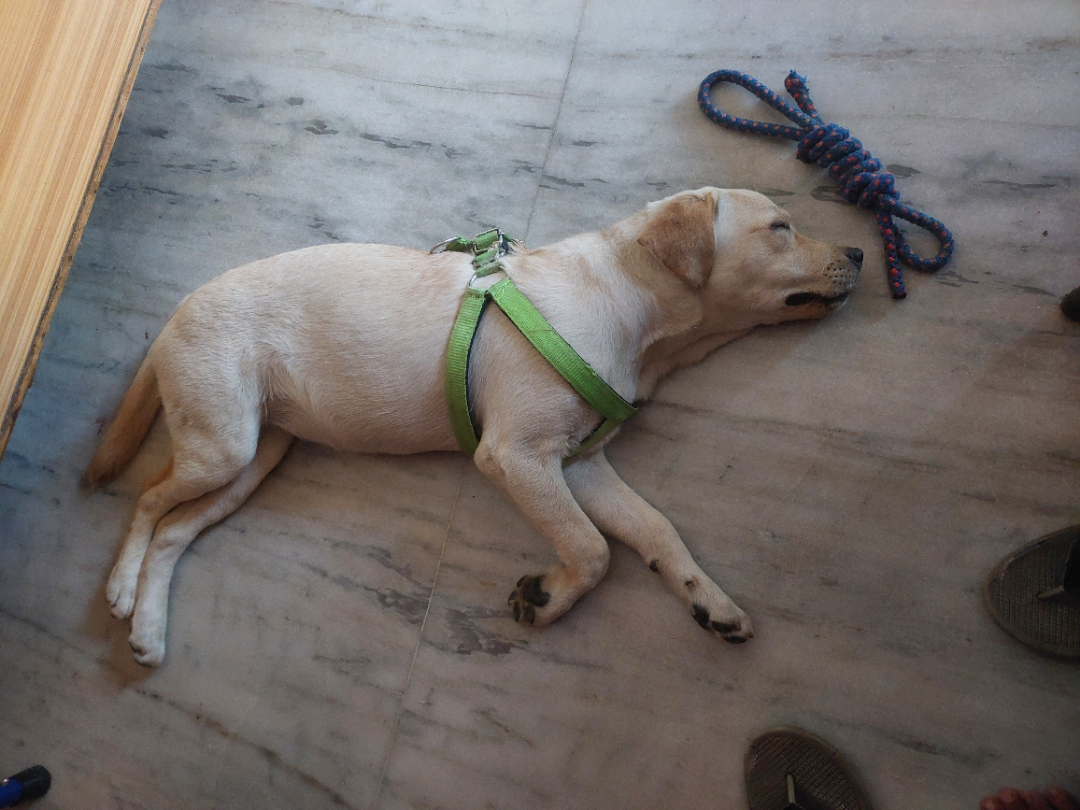 Βίντεο: Σκύλος προστατεύει μωρό που κοιμάται κατά την διάρκεια σεισμού με το σώμα του!