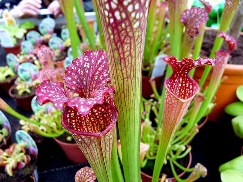 Μην τα πλησιάσεις: 6 φυτά που φαίνονται αθώα αλλά είναι επικίνδυνα – Η φυσική τους ομορφιά ξεγελά!