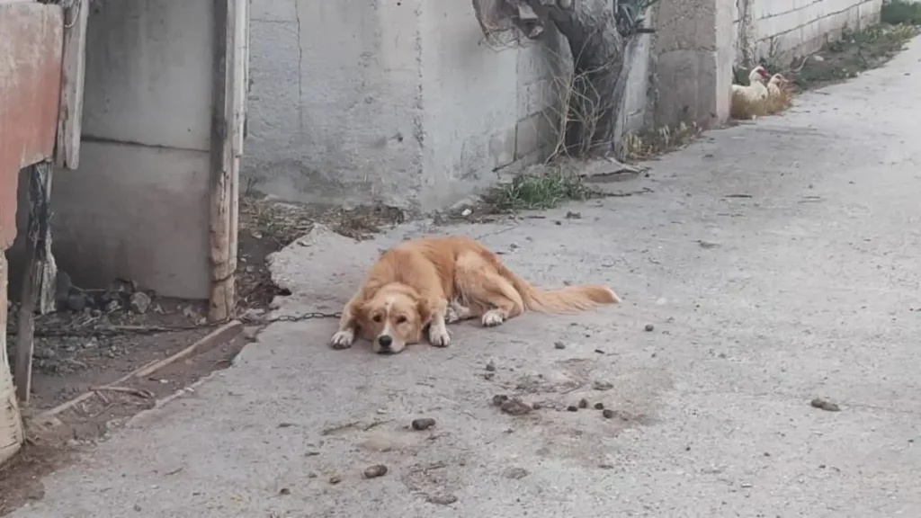 Αυξάνονται οι καταγγελίες για κακοποίηση ζώων στην Πάρο: Αφήνουν σκυλιά και άλογα δεμένα χωρίς νερό