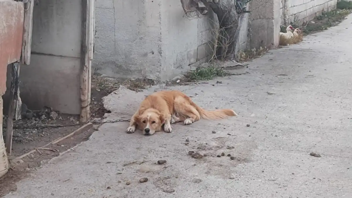 Αυξάνονται οι καταγγελίες για κακοποίηση ζώων στην Πάρο: Αφήνουν σκυλιά και άλογα δεμένα χωρίς νερό