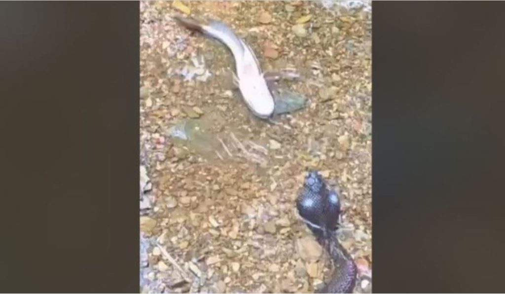 Ψάρι υποδύεται το νεκρό για να… ξεφύγει από μια κόμπρα! (βίντεο)