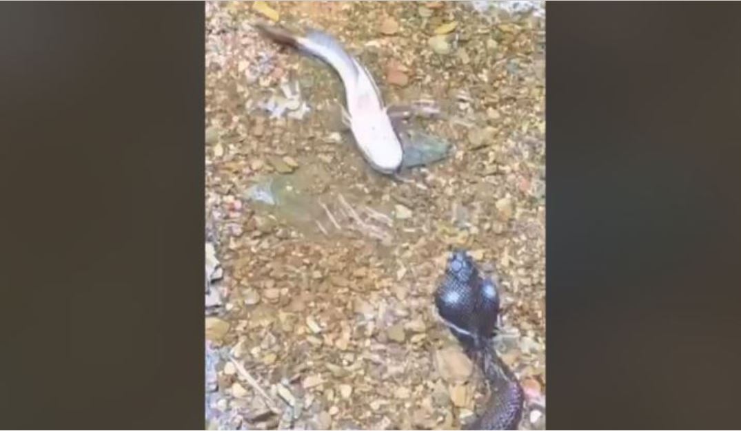 Ψάρι υποδύεται το νεκρό για να… ξεφύγει από μια κόμπρα! (βίντεο)