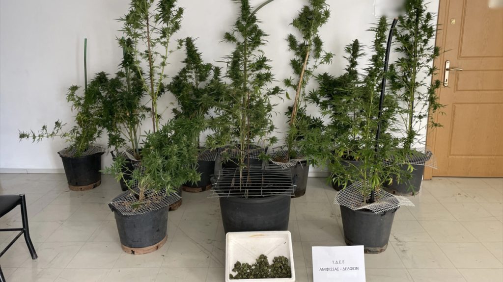 Συνελήφθη άνδρας στη Φωκίδα για κατοχή δενδρυλλίων κάνναβης μέσα στο σπίτι του (φωτο)