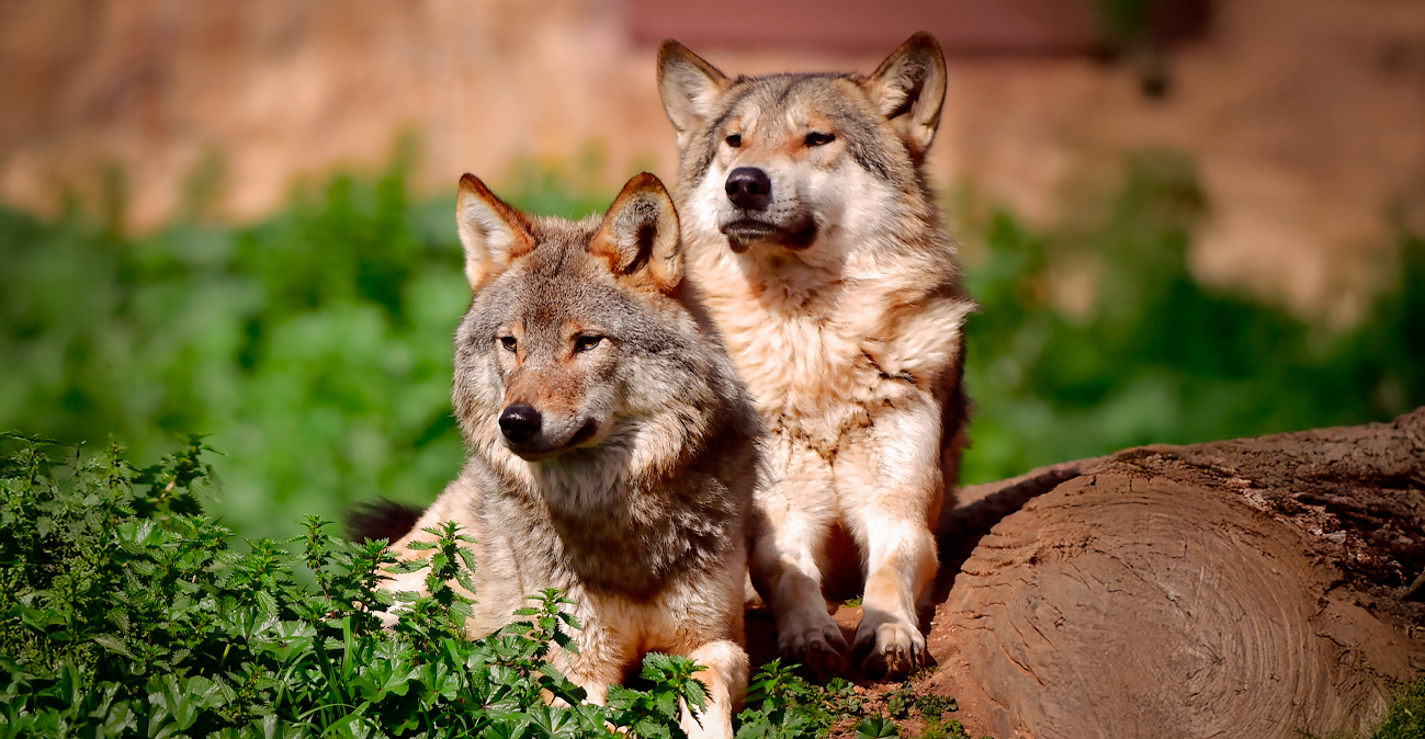 Τρόμος για τους κατοίκους στην Ιπποκράτειο Πολιτεία: Εμφανίστηκε αγέλη λύκων (βίντεο)