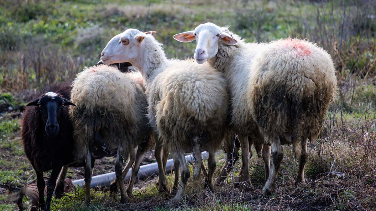 Έκλεψαν 500 ζώα από κτηνοτροφική μονάδα στην Ημαθία – Φόβοι ότι νοσούν από ευλογιά