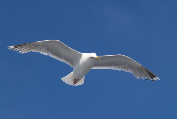 Απίστευτο βίντεο: Ακουμπάνε τους γλάρους που πετούν πάνω από το ταχύπλοο σκάφος τους