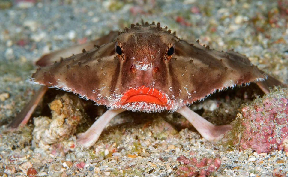 Red-lipped batfish: To ψάρι με τα έντονα κόκκινα «χείλη» που «περπατά» στον βυθό του ωκεανού (βίντεο)