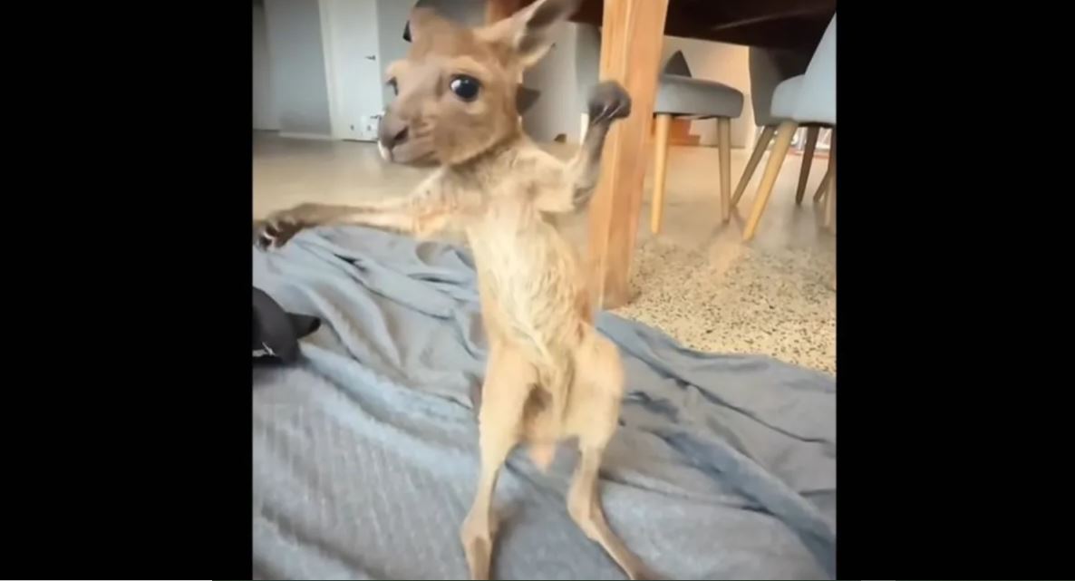 Χαριτωμένο μωρό καγκουρό προσπαθεί να σταθεί στα πόδια του και να περπατήσει – Δείτε βίντεο