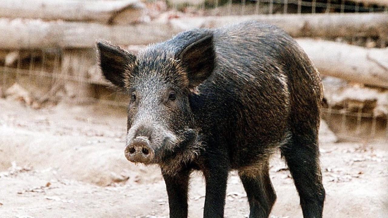 Βίντεο: Κοπάδι αγριογούρουνων «έκοβε» βόλτες στην Τούμπα Θεσσαλονίκης