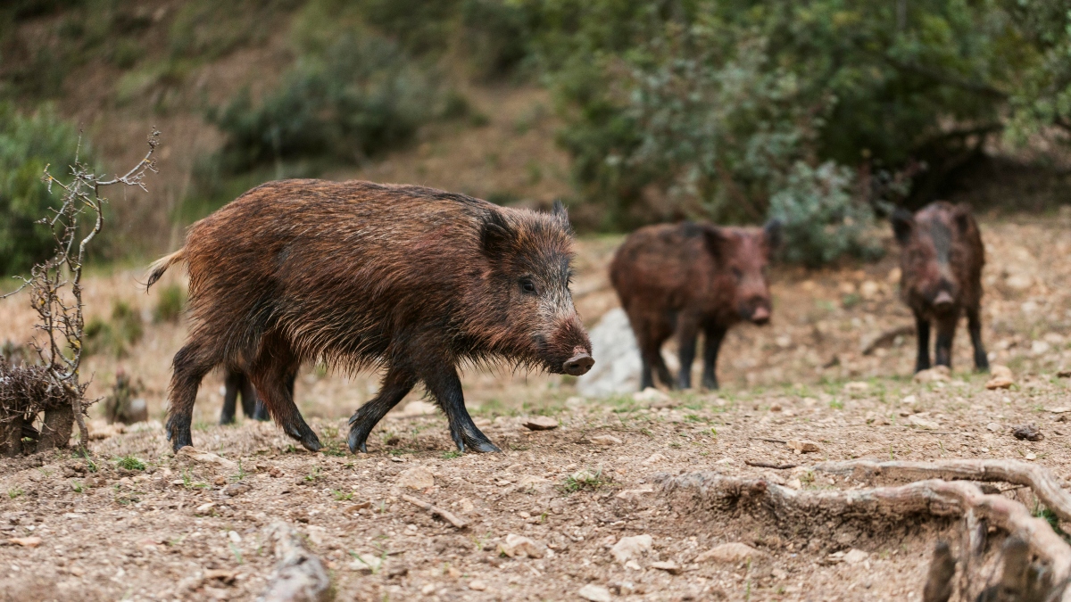 Αγριογούρουνα εμφανίστηκαν ξανά στον αστικό ιστό της Θεσσαλονίκης να «κόβουν» βόλτες – Δείτε βίντεο