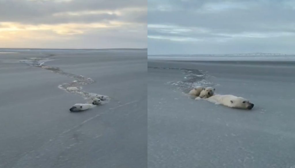 Ρωσία: Λευκή αρκούδα κολυμπούσε μαζί με τα μικρά της στα παγωμένα νερά της Γιακουτίας (βίντεο)