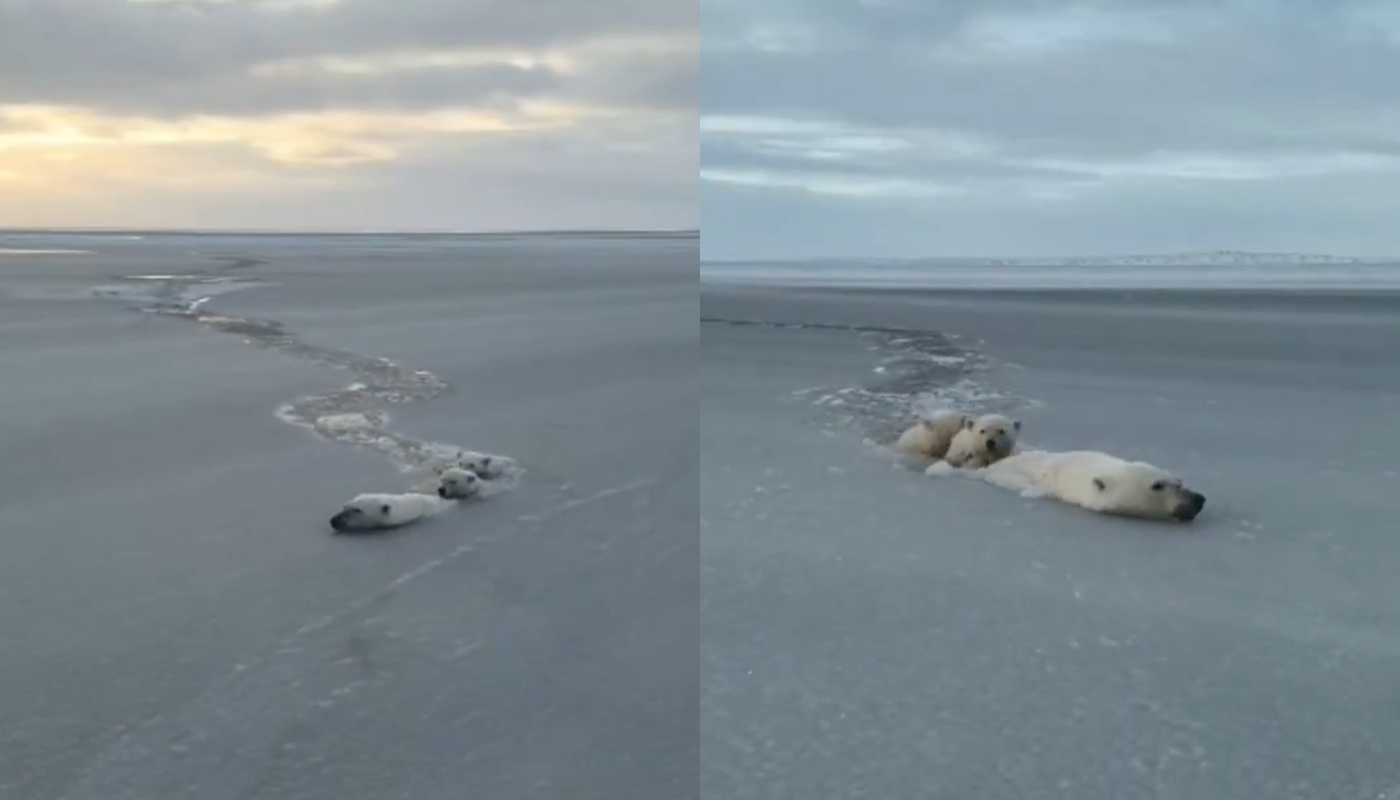 Ρωσία: Λευκή αρκούδα κολυμπούσε μαζί με τα μικρά της στα παγωμένα νερά της Γιακουτίας (βίντεο)