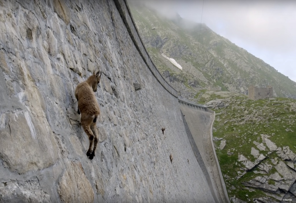 Βίντεο: Τα αγριοκάτσικα αψηφούν τους νόμους της Φυσικής