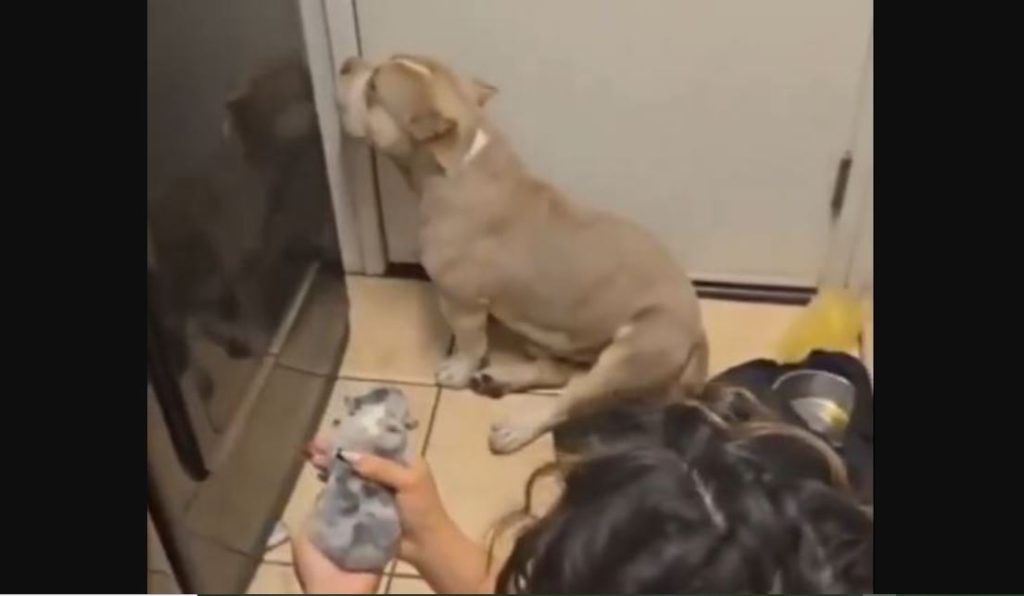 Απίστευτο βίντεο: Πιτ μπουλ αρνείται με υφάκι ανθρώπου να αντικρίσει το νεογέννητο κουτάβι του!