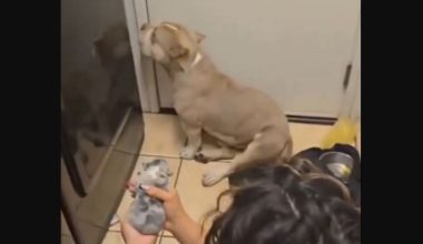 Απίστευτο βίντεο: Πιτ μπουλ αρνείται με υφάκι ανθρώπου να αντικρίσει το νεογέννητο κουτάβι του!