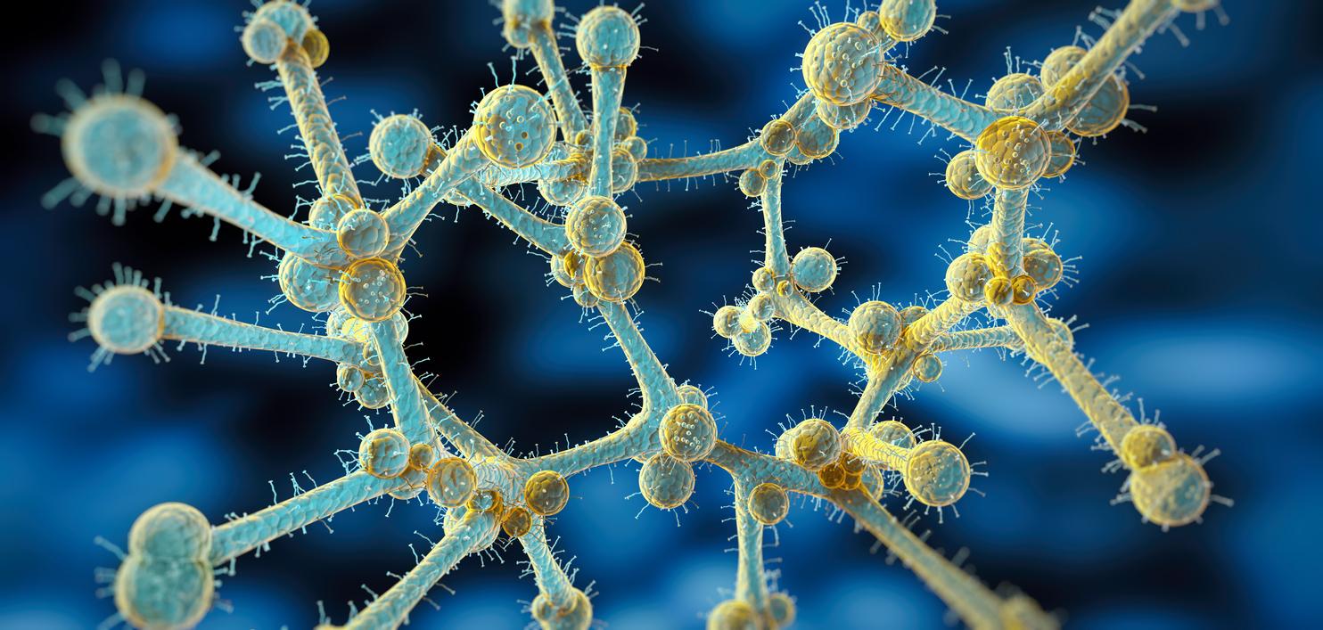 Ο ΕΟΔΥ προειδοποιεί για τον μύκητα candida auris: Τι είδους λοιμώξεις προκαλεί και πώς μεταδίδεται