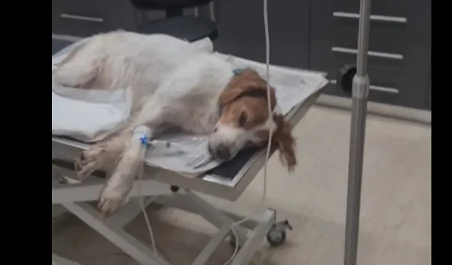 Ηλεία: Εντοπίστηκε σκύλος με σημάδια βασανισμού και σεξουαλικής κακοποίησης!