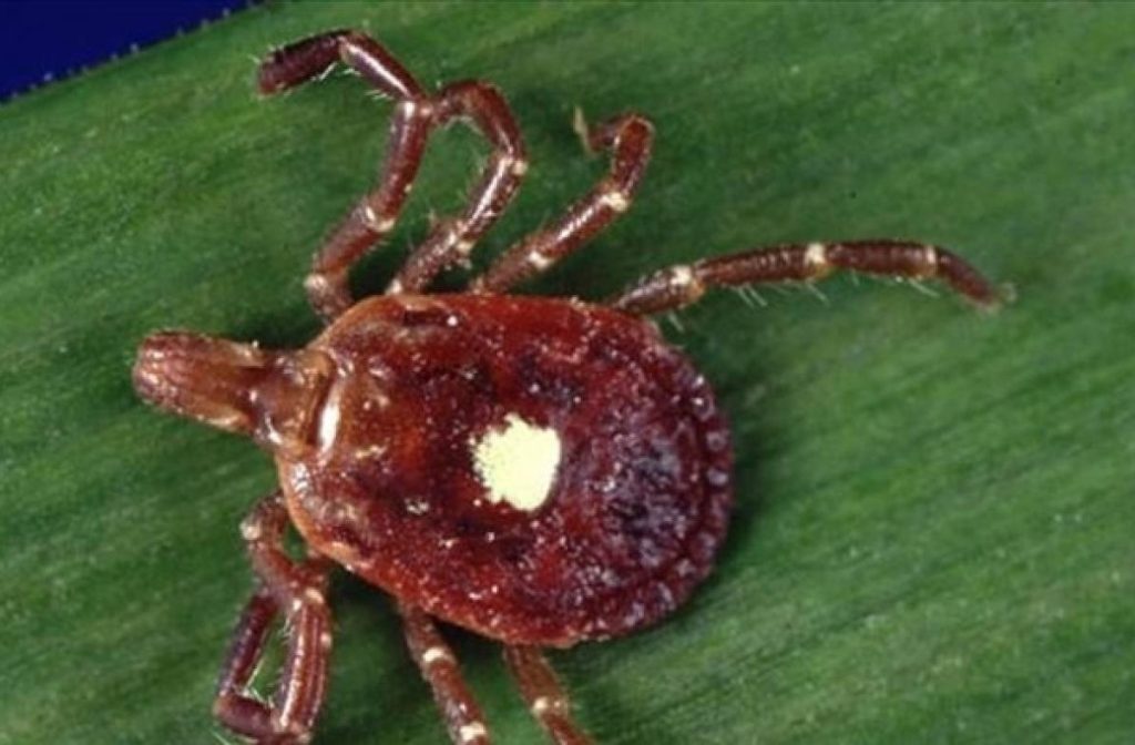 «Lone Star»: Αυτό είναι το έντομο που εάν σε τσιμπήσει γίνεσαι αλλεργικός στο κρέας!