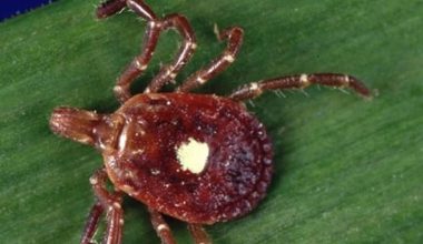 «Lone Star»: Αυτό είναι το έντομο που εάν σε τσιμπήσει γίνεσαι αλλεργικός στο κρέας!