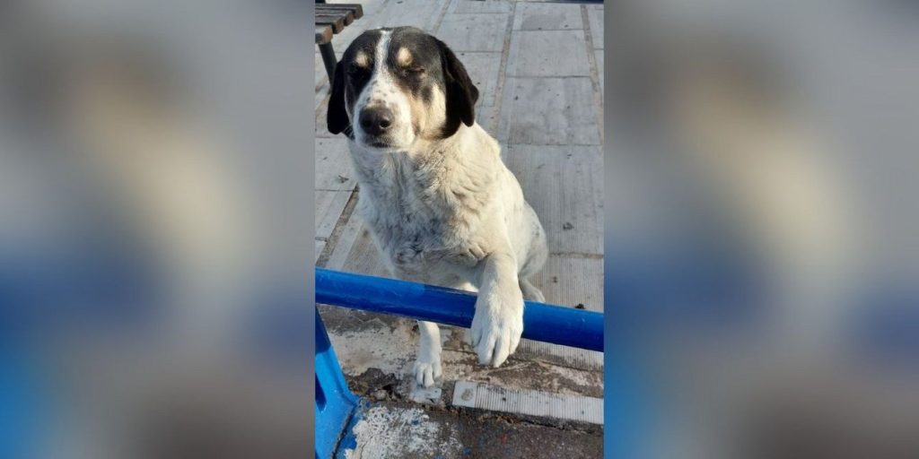 Εύβοια: Άγνωστος πυροβόλησε και σκότωσε αδέσποτο σκύλο – Αναζητείται από τις Αρχές