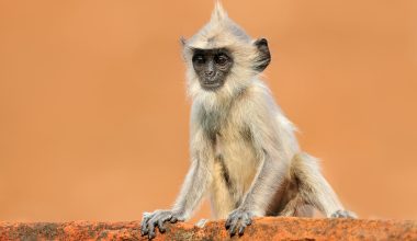 H «υπόθεση της μεθυσμένης μαϊμούς» – Γιατί αρέσει το αλκοόλ στους ανθρώπους;