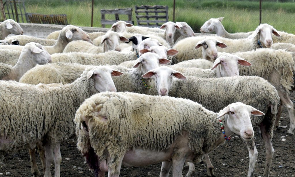 ΕΟΦ: Δεν υπάρχει αδειοδοτημένο εμβόλιο για την ευλογιά των αιγοπροβάτων σε Ελλάδα και Ευρωπαϊκή Ένωση