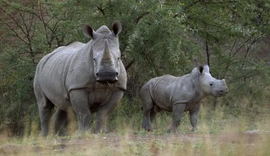 Βίντεο: H στιγμή που μωρό ρινόκερος επιτίθεται σε δύο ανθρώπους και τους κτυπά (βίντεο)