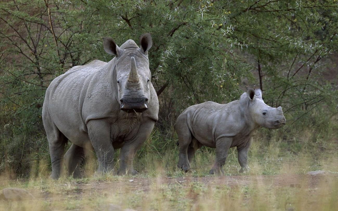Βίντεο: H στιγμή που μωρό ρινόκερος επιτίθεται σε δύο ανθρώπους και τους κτυπά (βίντεο)