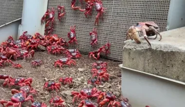 Βίντεο: Δεκάδες εκατομμύρια κόκκινα καβούρια μεταναστεύουν στον ωκεανό!