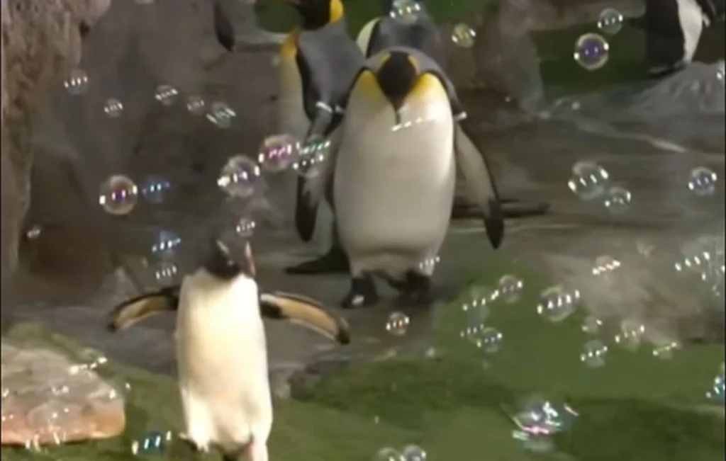 Η στιγμή που πιγκουίνοι παίζουν με σαπουνόφουσκες σε ζωολογικό πάρκο στο Μισούρι: Δείτε το viral βίντεο