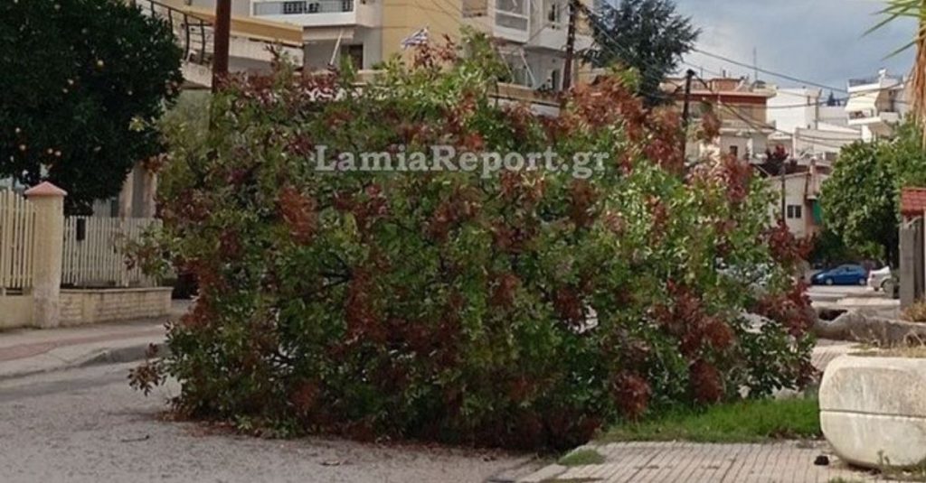 Λαμία: Ισχυροί άνεμοι προκάλεσαν την πτώση δέντρου – Από θαύμα δεν υπήρξε κάποιο ατύχημα (φωτο)