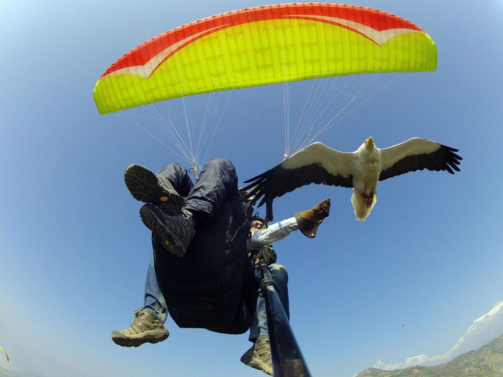 Βίντεο: Αλεξίπτωτο πλαγιάς συνοδεία εκπαιδευμένου γερακιού!