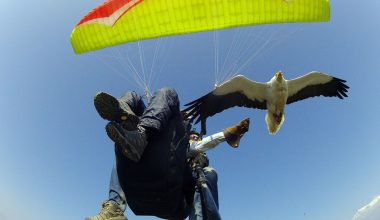 Βίντεο: Αλεξίπτωτο πλαγιάς συνοδεία εκπαιδευμένου γερακιού!