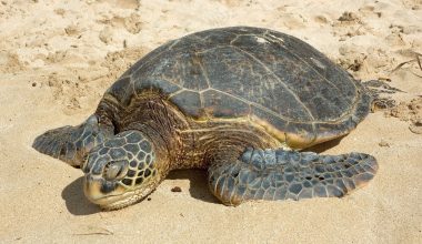 Κορινθία: Nεκρή εντοπίστηκε μία χελώνα Καρέτα–Καρέτα σε παραλία του Κάτω Άσσου
