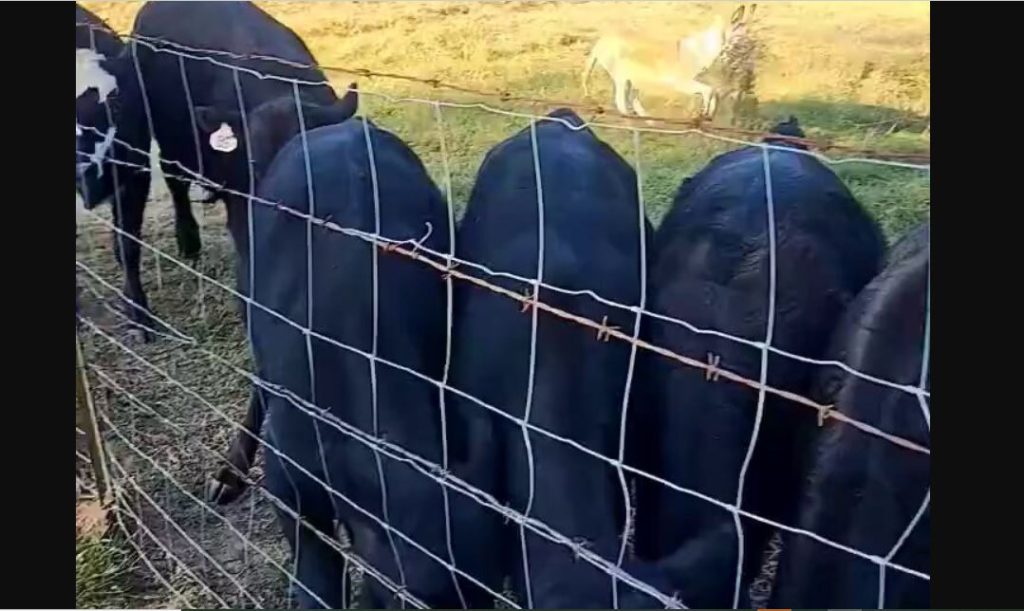 Γαϊδουράκι σε ρόλο «γκάνγκστερ» ήρθε και έδιωξε τέσσερα μοσχαράκια σε χρόνο μηδέν! – Δείτε βίντεο