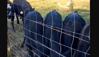 Γαϊδουράκι σε ρόλο «γκάνγκστερ» ήρθε και έδιωξε τέσσερα μοσχαράκια σε χρόνο μηδέν! – Δείτε βίντεο