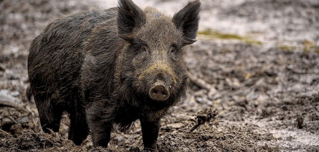 Αγριογούρουνο επιτέθηκε και τραυμάτισε βοσκό στην Κάρυστο