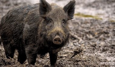 Αγριογούρουνο επιτέθηκε και τραυμάτισε βοσκό στην Κάρυστο