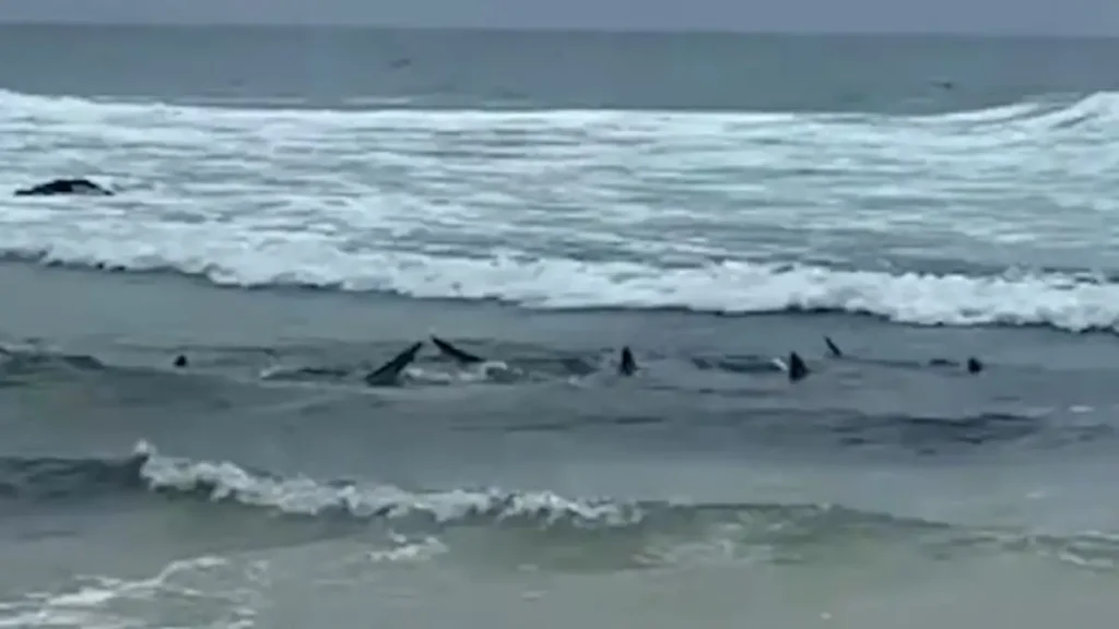 Βίντεο: Δεκάδες καρχαρίες εθεάθησαν κοντά στην ακτή σε δημοφιλή παραλία σέρφινγκ στην Αυστραλία