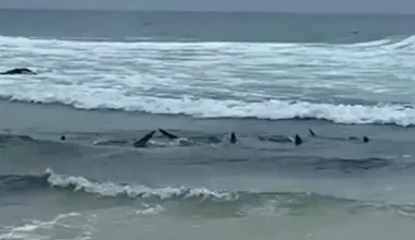Βίντεο: Δεκάδες καρχαρίες εθεάθησαν κοντά στην ακτή σε δημοφιλή παραλία σέρφινγκ στην Αυστραλία