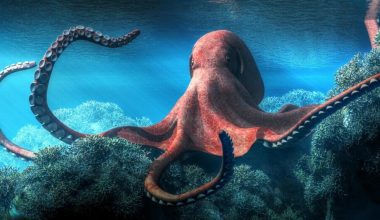 Βίντεο: Οι απίστευτες «υπερδυνάμεις» των χταποδιών