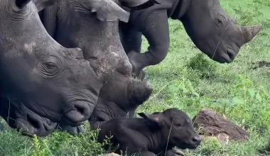Βίντεο: Μητέρα βουβάλι αφήνει τους ρινόκερους να έρθουν να καλωσορίσουν το παιδί της!
