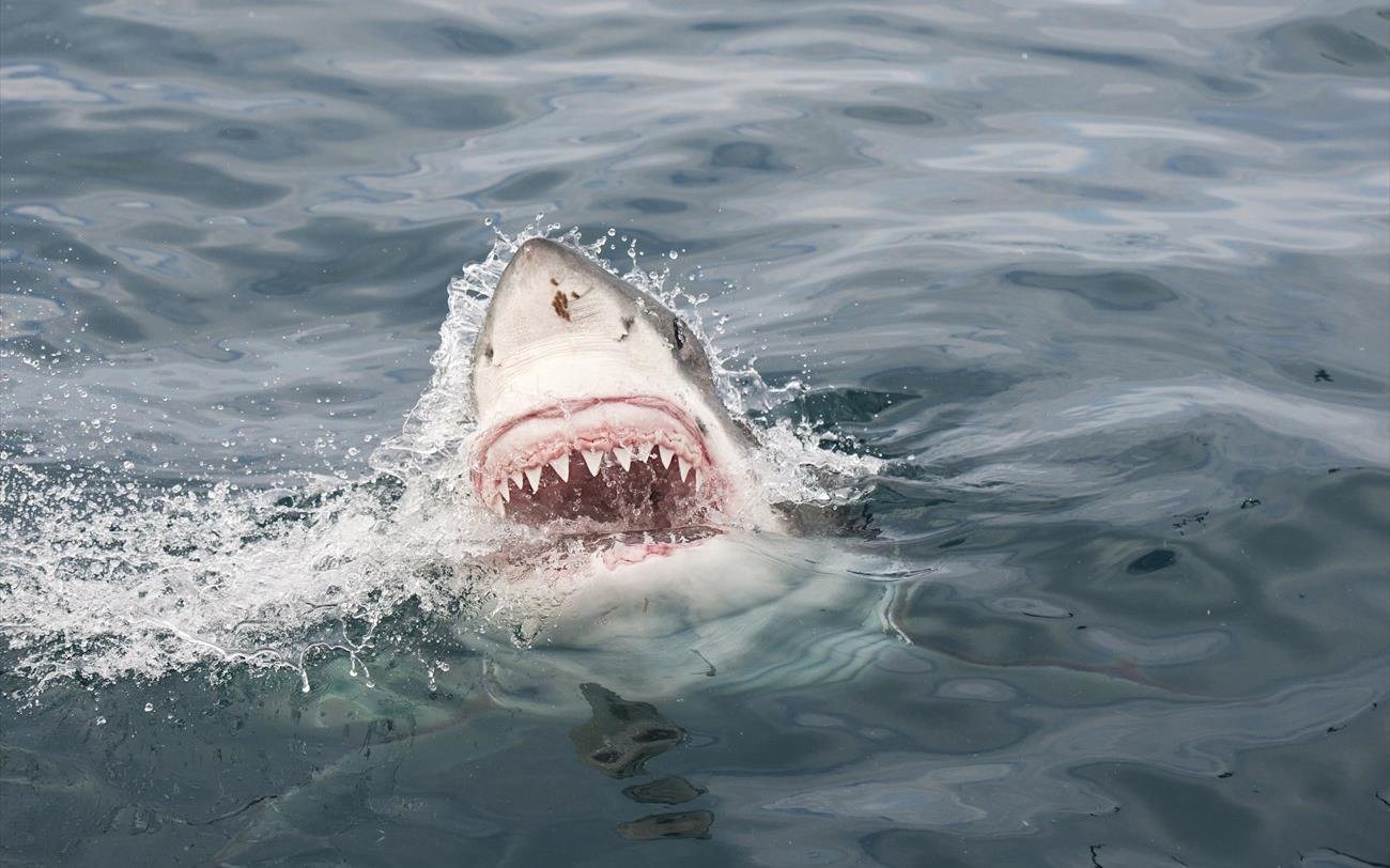 Φλόριντα Κις: Θύμα επίθεσης από λευκό καρχαρία έπεσε 46χρονος – Πώς γλίτωσε