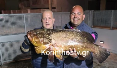 Κορινθία: Ψαράδες έπιασαν τεράστιο ροφό βάρους 20 κιλών! – Δείτε βίντεο