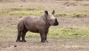 Βίντεο: Όλα τα μικρά είναι υπέροχα όπως αυτό το ρινοκεράκι!